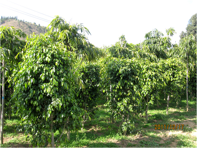 昆明高?；兀ㄒ唬?高海苗圃